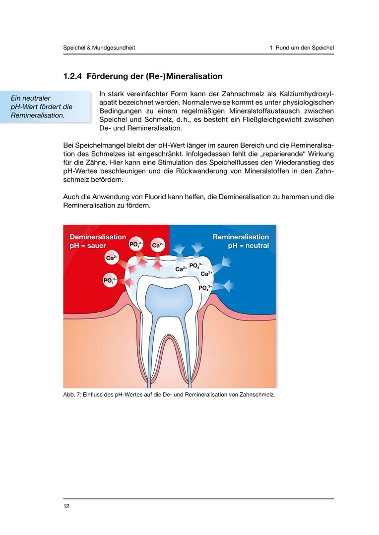 Seite 12 - SalivaDent - Lehr- und Lernprogramm zum Thema Speichel und Mundgesundheit - Skript