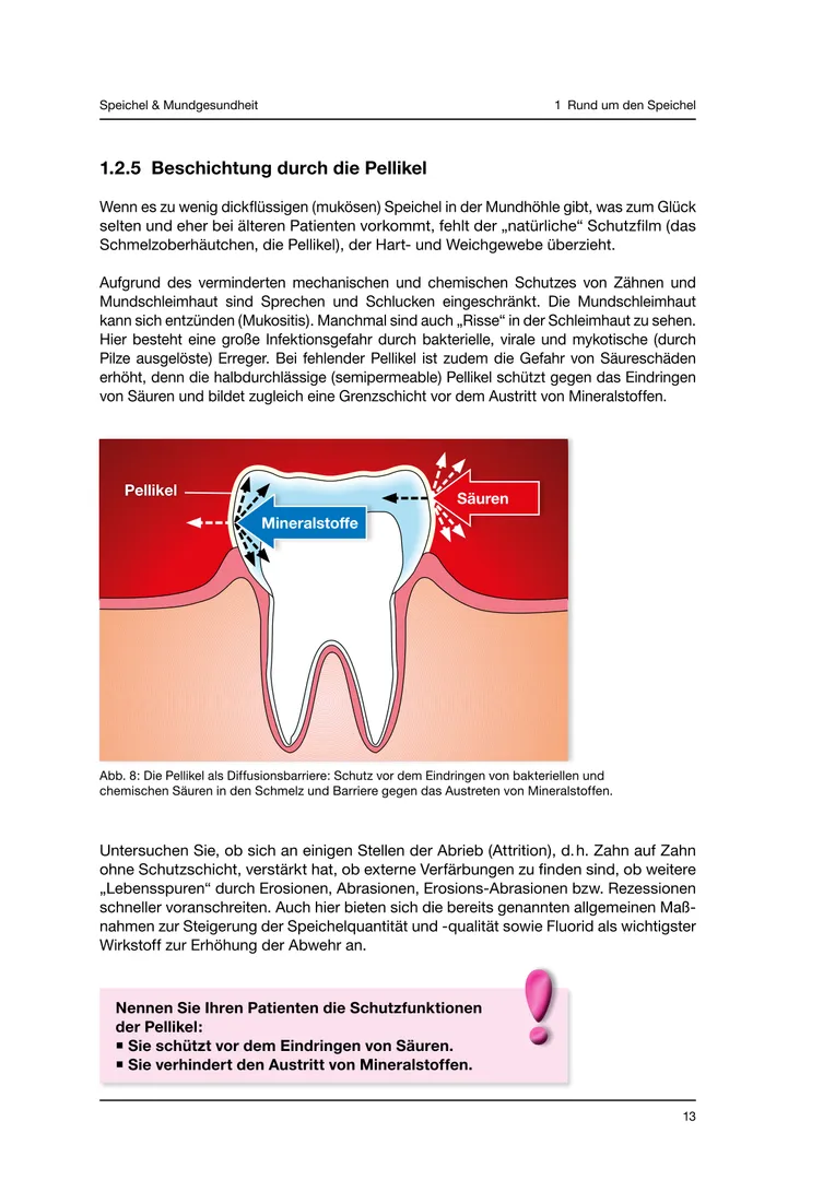 Seite 13 - SalivaDent - Lehr- und Lernprogramm zum Thema Speichel und Mundgesundheit - Skript