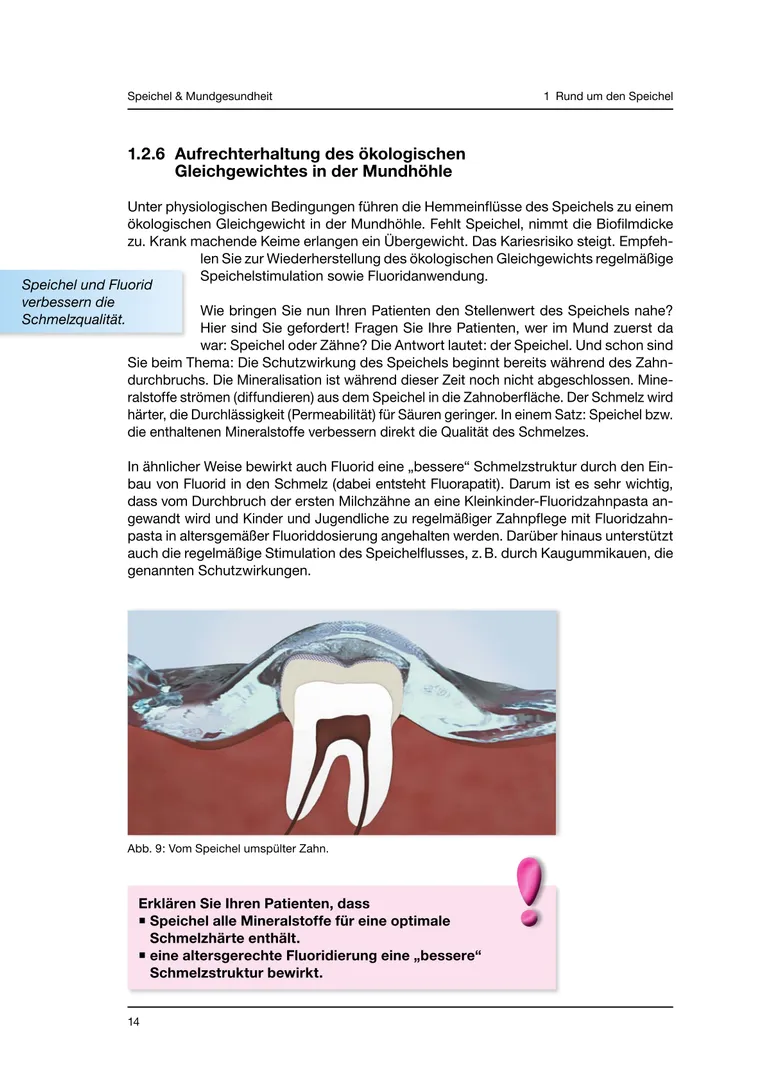 Seite 14 - SalivaDent - Lehr- und Lernprogramm zum Thema Speichel und Mundgesundheit - Skript