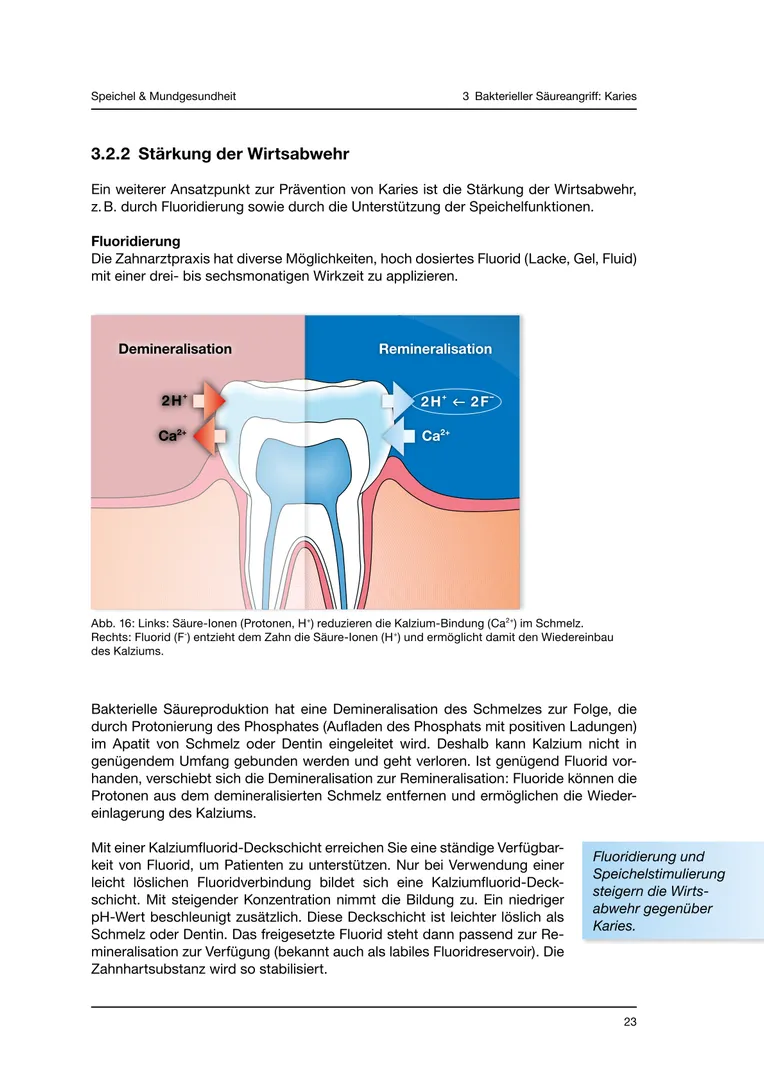 Seite 23 - SalivaDent - Lehr- und Lernprogramm zum Thema Speichel und Mundgesundheit - Skript