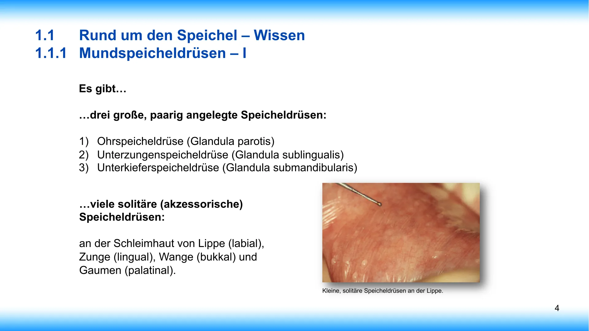 Seite 4 - SalivaDent - Lehr- und Lernprogramm zum Thema Speichel und Mundgesundheit - PowerPoint