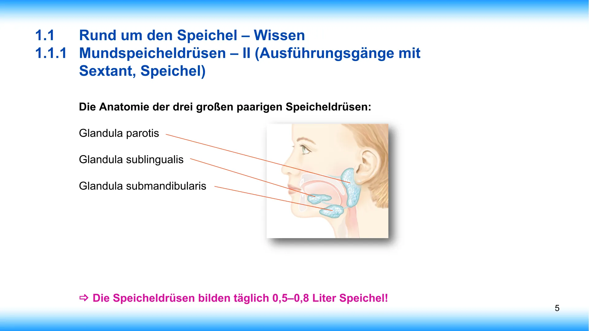 Seite 5 - SalivaDent - Lehr- und Lernprogramm zum Thema Speichel und Mundgesundheit - PowerPoint