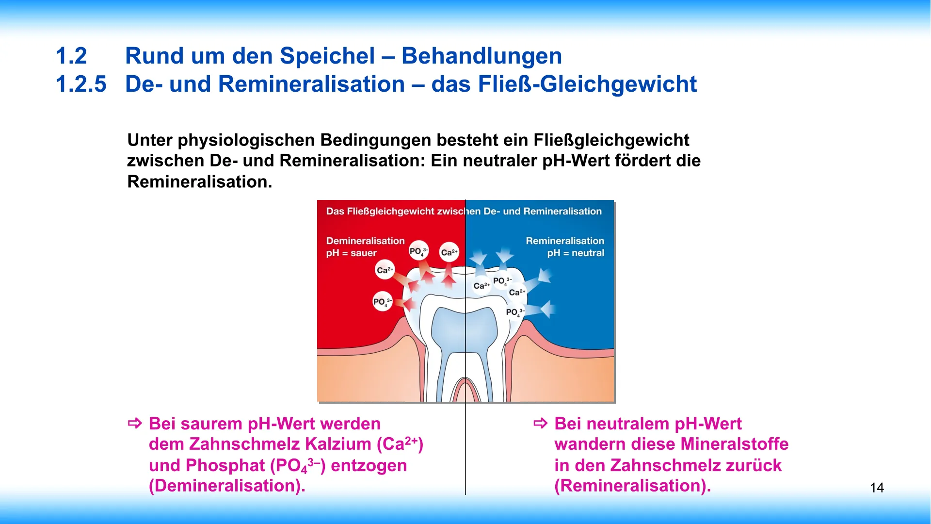 Seite 14 - SalivaDent - Lehr- und Lernprogramm zum Thema Speichel und Mundgesundheit - PowerPoint