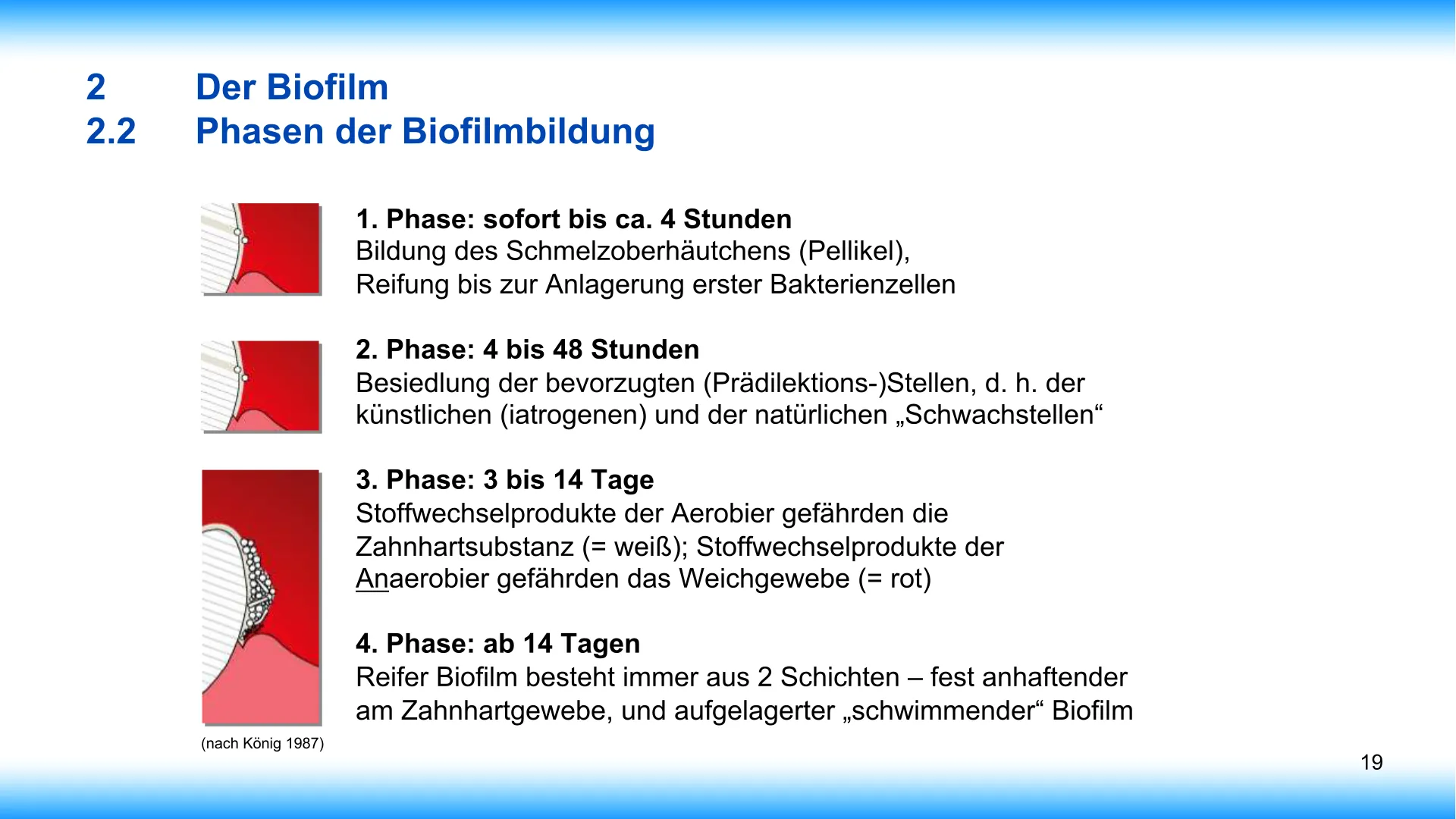 Seite 19 - SalivaDent - Lehr- und Lernprogramm zum Thema Speichel und Mundgesundheit - PowerPoint